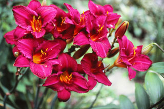 Purple Flower
