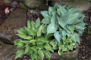 Small Hostas 05