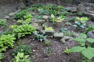 Small Hostas 06