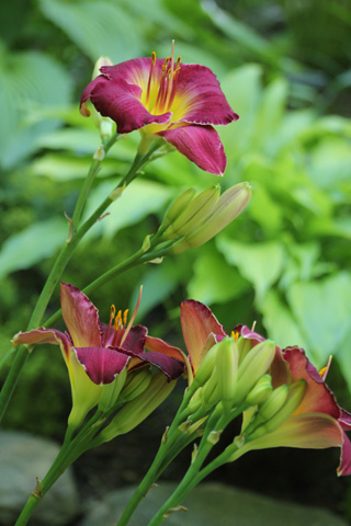 Small Hostas 01